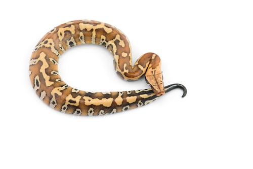 Preview: Sumatran Short Tail Python isolated on white background