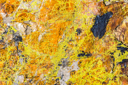 Preview: Rock covered in vivid orange moss, California