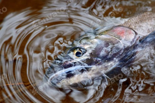 Preview: Water Ripples and Fish