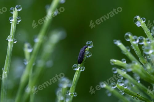 Preview: Rain drops