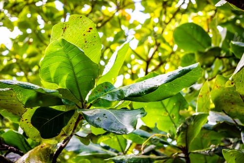 Preview: leaves