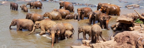 Preview: Elephant on Sri Lanka