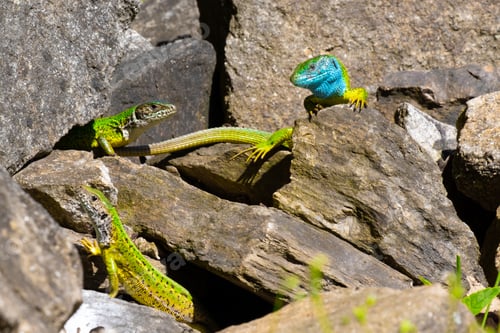 Preview: Lizards on rocks surrounded by grass and leaves