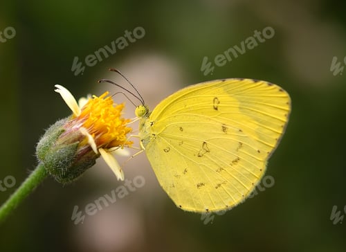 Preview: yellow Butterfly on flower