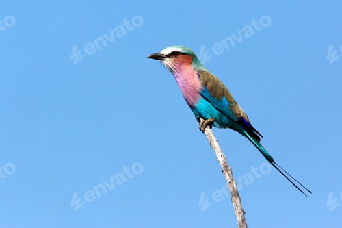 Preview: Lilac-breasted Rollar - Botswana