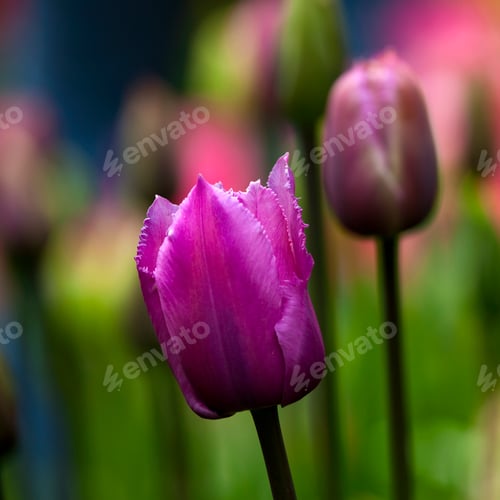 Preview: Tulips