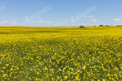 Preview: Field of flowering mustard crop in Spring