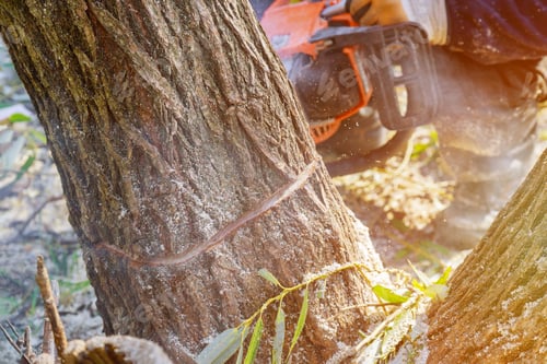 Preview: Tree felling with a large chainsaw cutting into tree trunk motion blur sawdust and chippings an upr