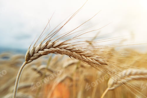 Preview: One spikelet of wheat in sunlight is shot close-up on the background of the field. Rip crop