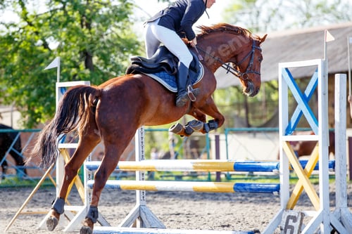 Preview: Young sportsman riding horse bounding over obstacle on showjumping competition