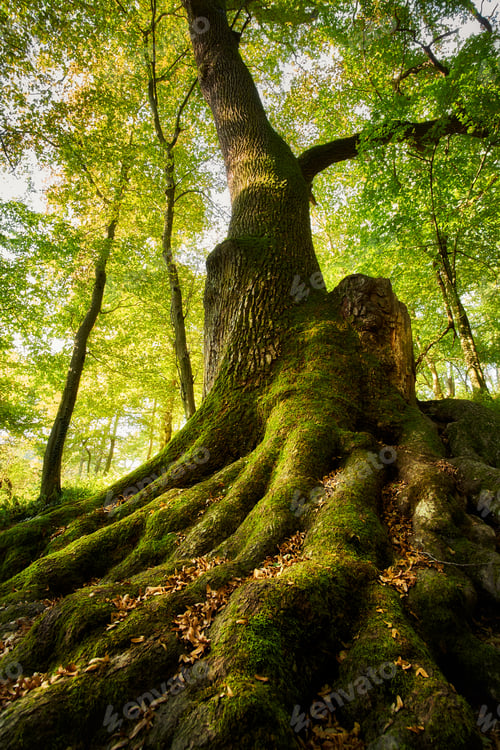 Preview: Big tree roots in the forest