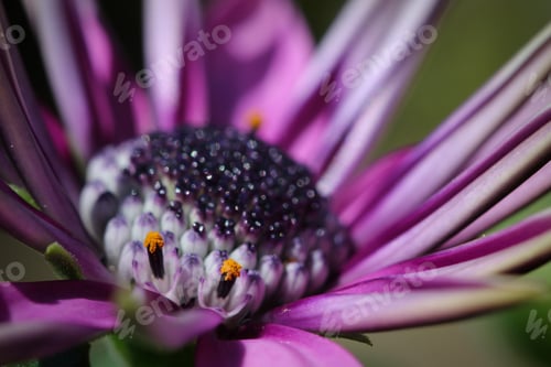 Preview: close-up of a freshly opened bright purple Osteospermum flower