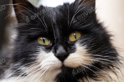 Preview: close-up of yellow eyes of black and white cats