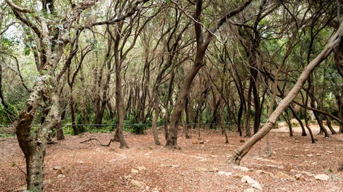 Preview: View of the forest on the Island of Sainte-Marguerite, France