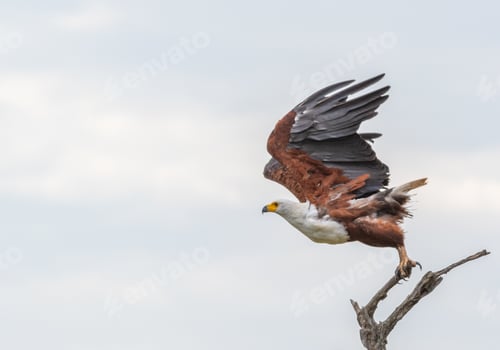 Preview: Closeup shot of an African fish eagle flying from wood under a cloudy sky at daytime