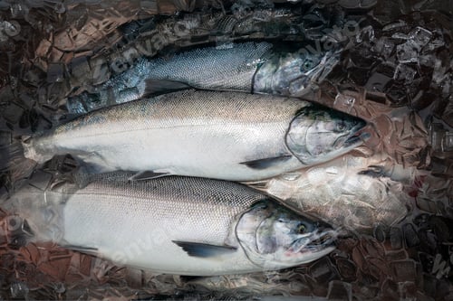 Preview: Silver or Coho salmon in Alaska freshly caught and kept fresh in ice