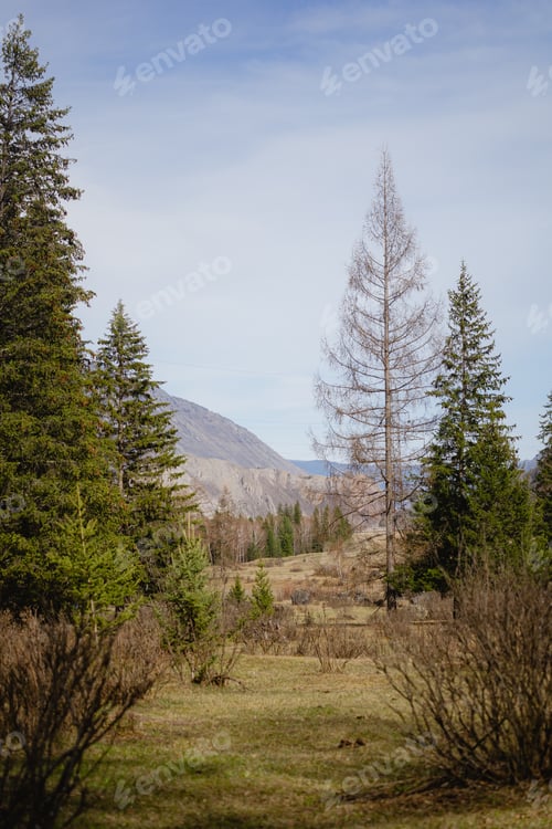 Preview: spring forest, mountains were visible in the distance