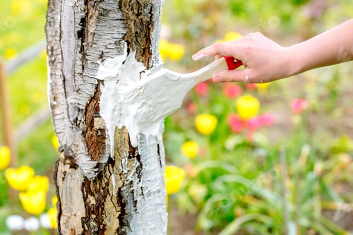 Preview: Cute girl farmer caring for trees in the garden