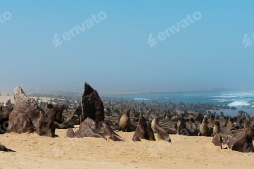Preview: Cape fur seal colony (Arctocephalus pusilus), Skeleton Coast National Park, Namibia