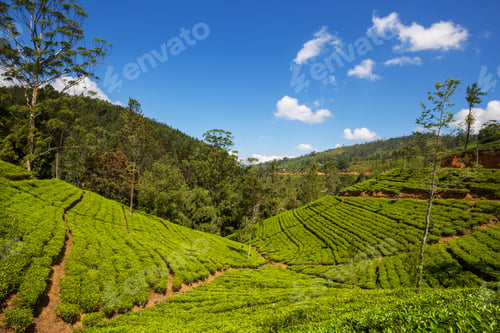 Preview: Tea plantation