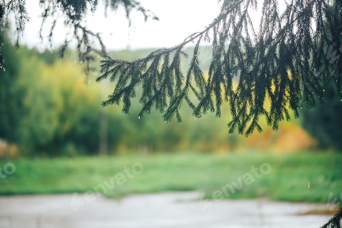 Preview: Close-up of a Christmas tree branch, on the branches there are drops of morning dew or raindrops
