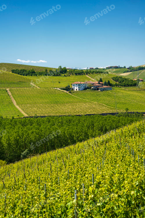 Preview: Vineyards of Langhe, Piedmont, Italy at May