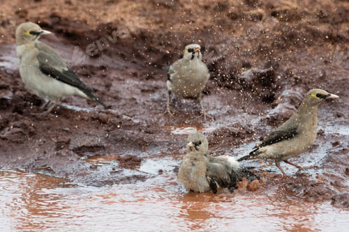 Preview: A group of birds enjoying a bath in a muddy puddle