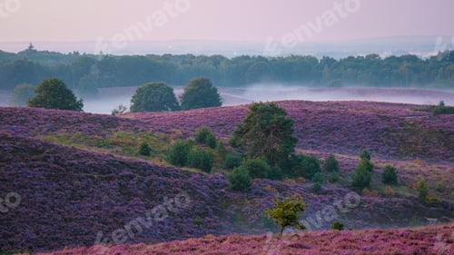 Preview: Posbank National park Veluwe, purple pink heather in bloom, blooming heater on the Veluwe