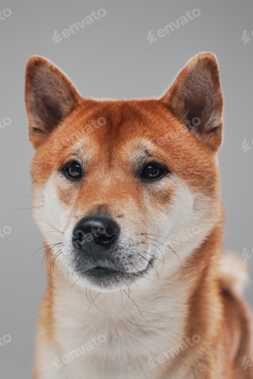 Preview: Cute and fluffy dog shiba inu breed against white background
