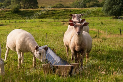 Preview: Sheep