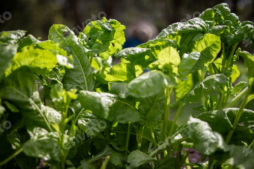 Preview: fresh grown vegetables garden green organic macro