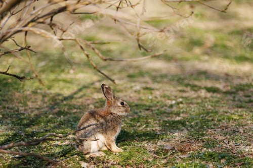 Preview: Wild Rabbit Resting Peacefully on Mossy Ground in Soft Natural Light Outdoors.