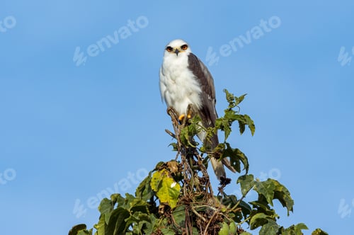 Preview: White-Tailed Kite (Elanus leucurus). Bird of prey from the top of a tree