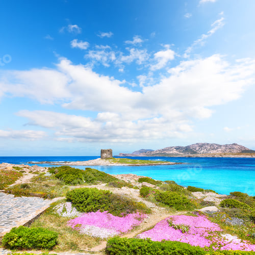 Preview: Unbelivable blooming flowers on Famous La Pelosa beach with Torre della Pelosa.