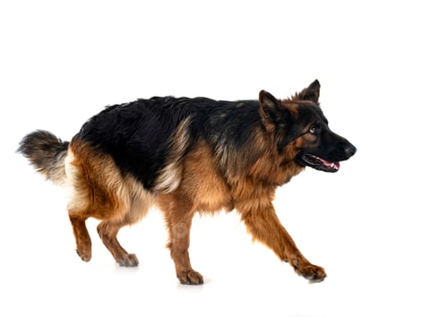 Preview: young german shepherd