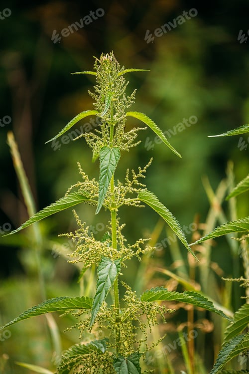 Preview: Twigs Of Wild Plant Nettle - Stinging Nettle - Urtica Dioica In Summer Spring Meadow. Close Up