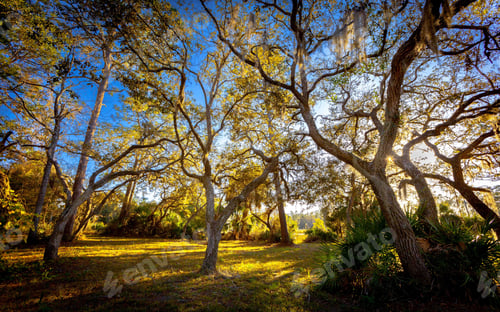 Preview: Picturesque view of a park with trees basking in the warm sunlight.