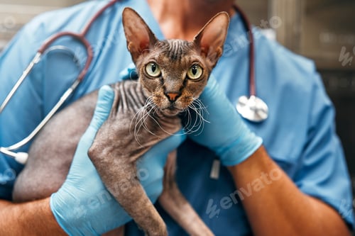 Preview: Animals for examination and treatment in the veterinary clinic