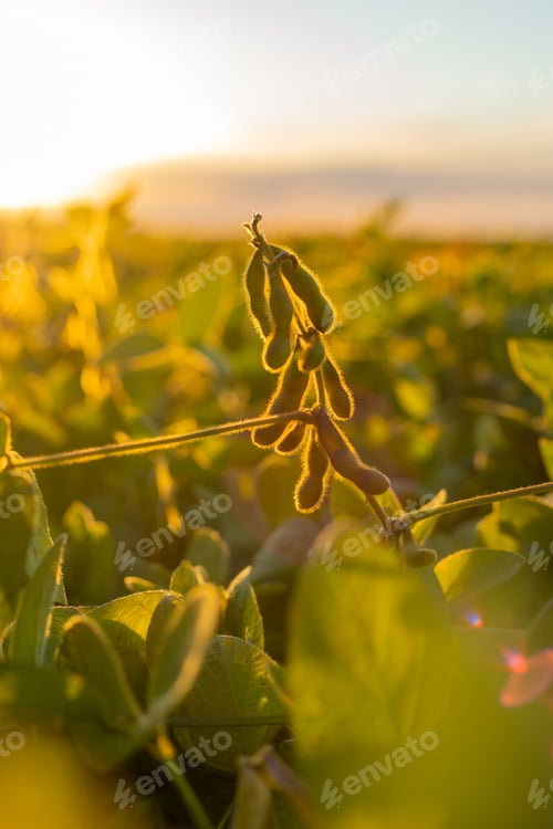Preview: Soybeans growing in a field. Selective focus.
