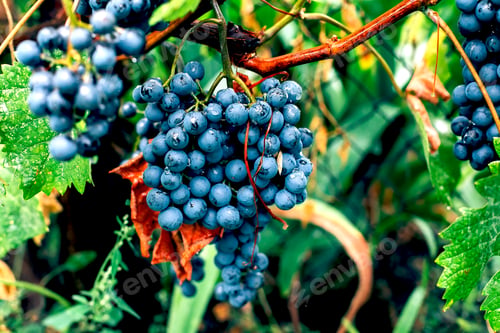 Preview: Purple grapes on branch. Summer and autumn harvest. Gardening, growing fruits, berries in the garden