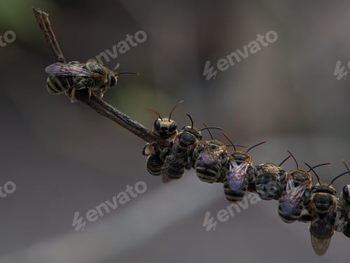 Preview: A group of Lipotriches (sweat bees) resting on a tree branch