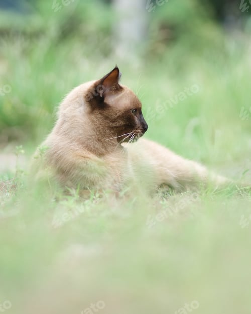 Preview: a cat is in the grass