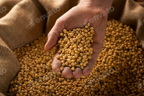 Preview: Caucasian male showing soybeans in his hands over burlap sack