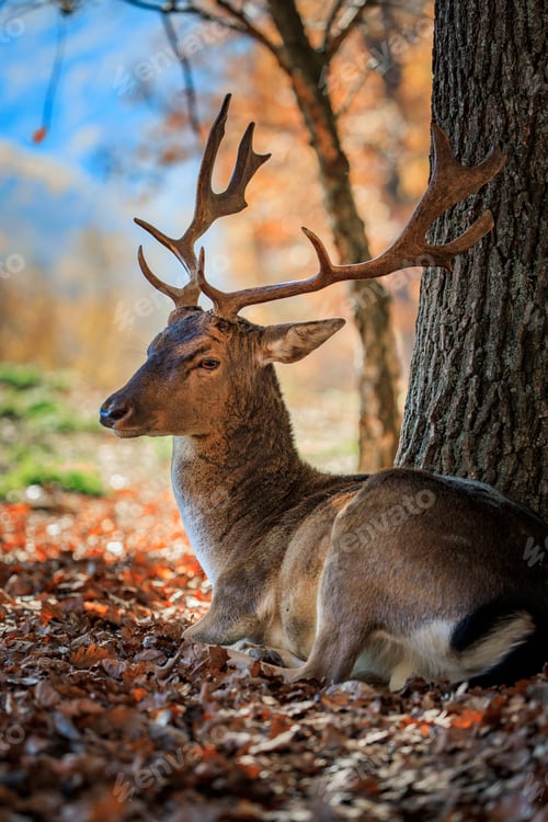 Preview: a deer that is laying down near a tree in the fall