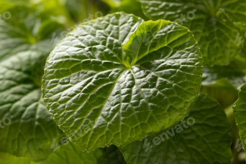 Preview: Fresh green wasabi plant
