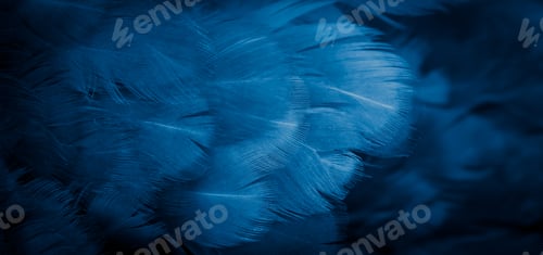 Preview: macro photo of blue hen feathers. background or textura