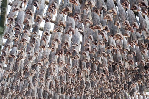 Preview: Cod fish headless hanging dry on wooden racks