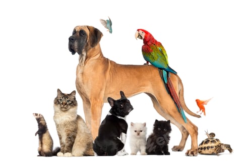 Preview: Group of pets - Dog, cat, bird, reptile, rabbit, isolated on white