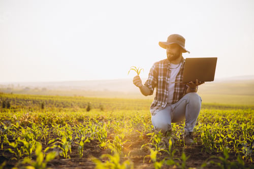 Preview: Agronomist analyzing corn plant holding laptop in cultivated field