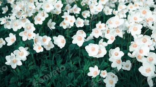 Preview: White flowers grow tightly in flowerbed